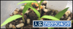 人気ブログランキング 家庭菜園へ