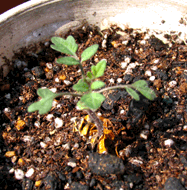 ミニトマトの芽
