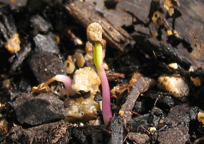 種をかぶったプリッキーヌの芽
