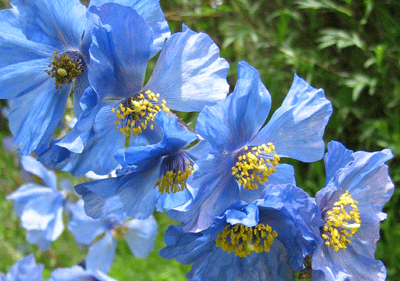 青い芥子の花