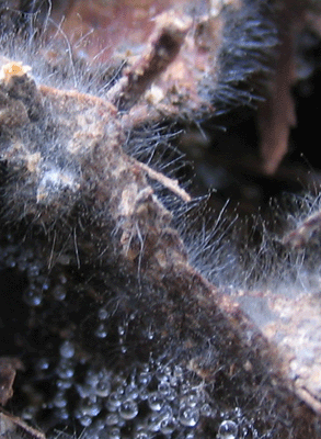 落ち葉の糸状菌