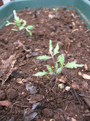 トマト苗の定植