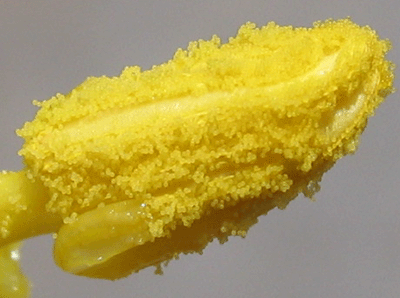 カボチャの花粉