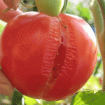 トマト裂果