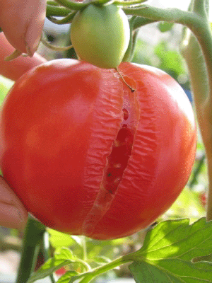 トマト裂果