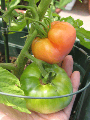 トマト色づく