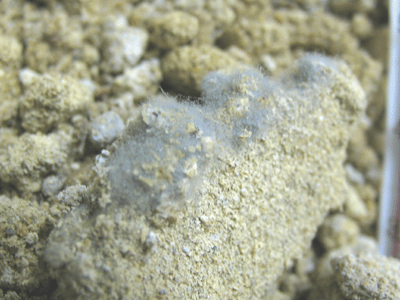 ブルーグレーの糸状菌