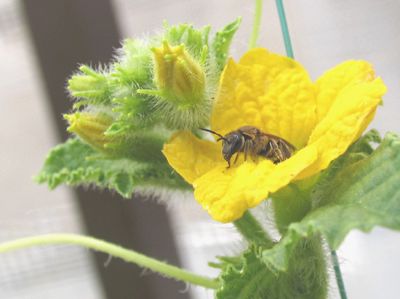 メロンの花とミツバチ