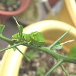 スダチの葉を食べるアゲハ幼虫
