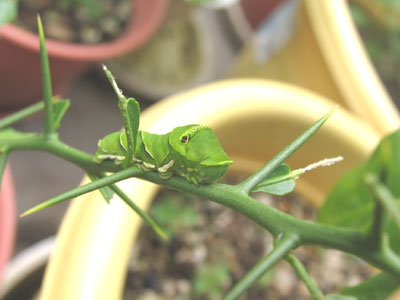 スダチの葉を食べるアゲハ幼虫