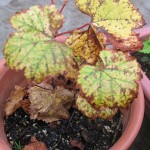 枯れはじめた、ブドウの葉