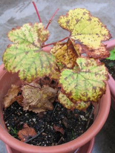 枯れはじめた、ブドウの葉