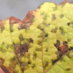 ブドウ葉のモザイク