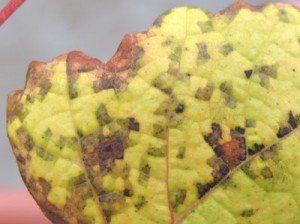 ブドウ葉のモザイク