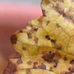 秋色に変わる菜園