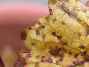 秋色に変わる菜園