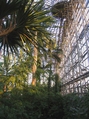 夢の島の熱帯植物園