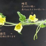 スイカの花
