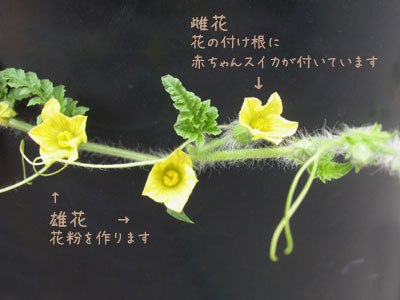 スイカの花