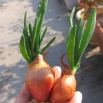 12月末、根も芽も伸びた