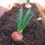ベルギーエシャロットを、プランターに植え付け