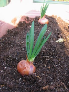 ベルギーエシャロットを、プランターに植え付け