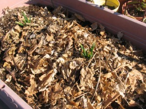枯れた西洋ワサビの葉で、土を覆って防寒対策