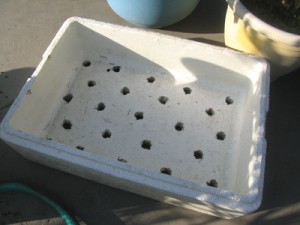 冬越し用に準備した、発泡スチロール容器