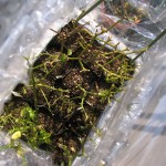 越冬の為、プランターから、小ぶりなポットに植え替えました