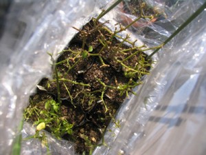 越冬の為、プランターから、小ぶりなポットに植え替えました