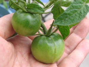 中玉トマトかな？