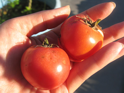 こぼれ種トマトの収穫