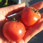 こぼれ種トマトの収穫