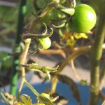 11月下旬、ミニトマトに実が付き始めた