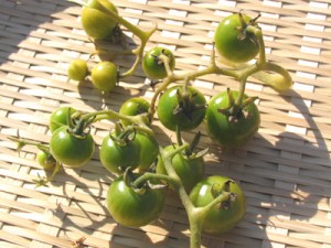 未熟なミニトマトを収穫