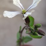 ルッコラに花が咲いた