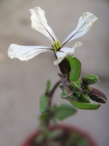 ルッコラに花が咲いた