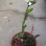 秋に根元を植えつけた、再生ルッコラ
