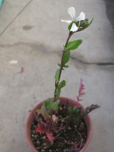 秋に根元を植えつけた、再生ルッコラ