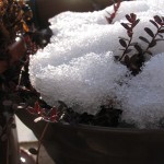 クランベリー雪の朝