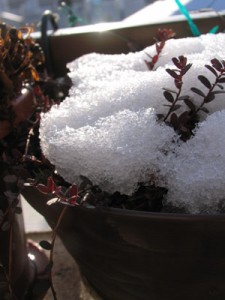 クランベリー雪の朝