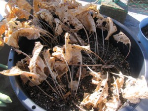 1月の西洋わさび、葉が枯れてしまった