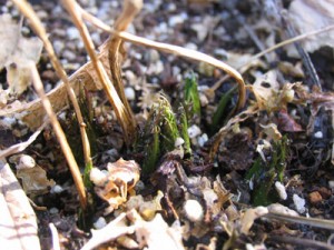 根元には新芽が見える