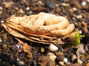 ネクタリンの発芽