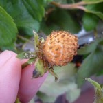 イチゴの実、なんだか薄茶色っぽい感じ。味は甘い。