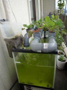 水槽は、見事に藻藻藻藻――――！