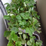 プランターいちご