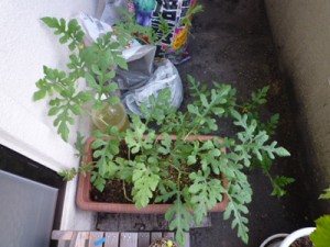 食べまきスイカ