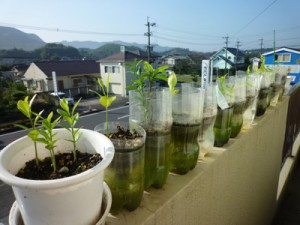 しゅーじさん宅のベランダの様子