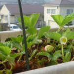 ベランダのプランターイチゴ